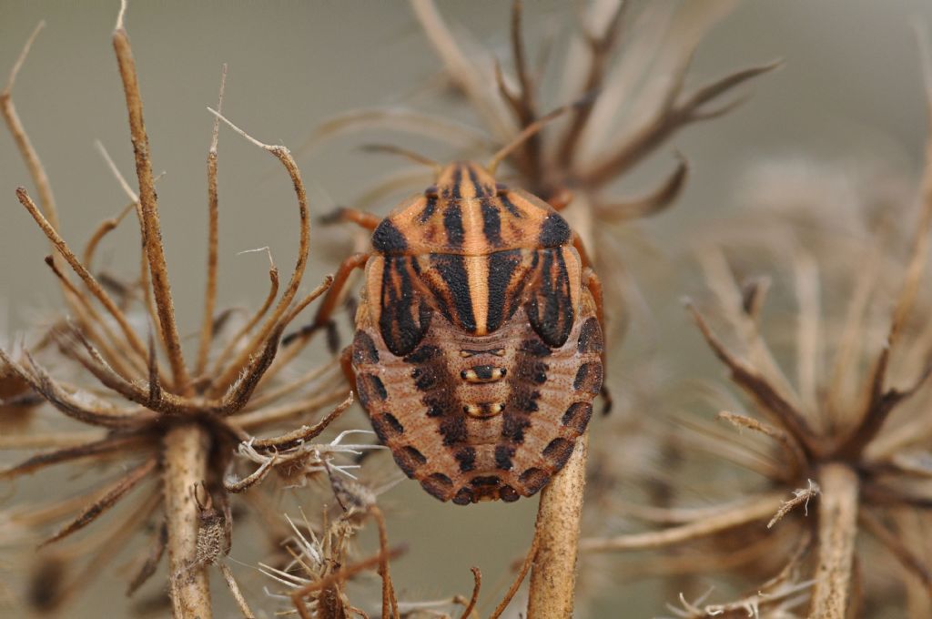 Pentatomidae: Graphosoma semipunctatum - ninfa e adulti